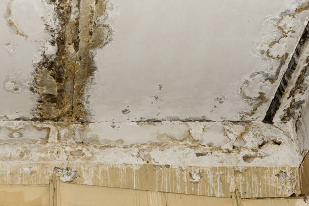  , NE Mold Remediation Pros