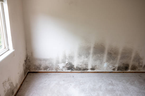 Mold Remediation